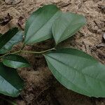 Celtis prantlii Hoja