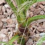Washingtonia filifera 樹皮