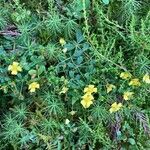 Potentilla erecta Flower