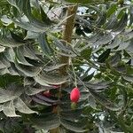 Harpephyllum caffrum Fruit