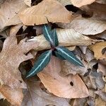 Chimaphila maculata 叶