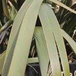 Phormium tenax Leaf