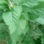 Urtica massaica Leaf