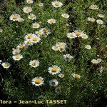 Leucanthemum monspeliense Habit