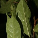 Sarcaulus brasiliensis Yaprak