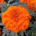 Tagetes erecta Kwiat