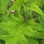 Echinops bannaticus ഇല