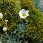 Saxifraga squarrosa Flower