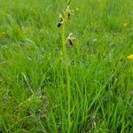 Ophrys insectifera Floare