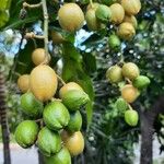 Clausena lansium Fruit