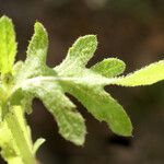 Volutaria tubuliflora Hoja