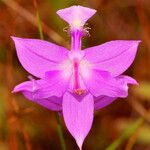 Calopogon tuberosus Blomma