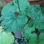 Malva arborea Leaf