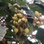 Paulownia tomentosa (Thunb.) Steud.Fruit