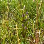 Gentianella amarella Flower