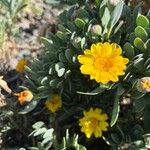 Hertia cheirifolia Çiçek
