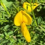 Cytisus scoparius Квітка