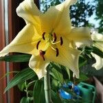 Lilium candidumBlomst