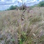 Verbena incompta Celota