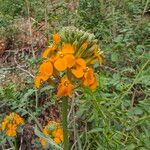 Erysimum capitatum Floare