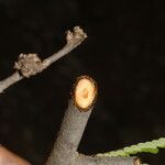 Machaerium cirrhiferum Bark
