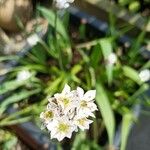 Nothoscordum gracile Flower