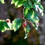 Fagus sylvatica Frukt