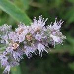 Mentha longifolia Flower