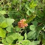 Indigofera spicata Flor