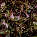 Linnaea borealis Kwiat
