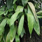 Zygopetalum maculatum Hoja
