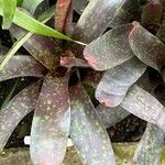 Neoregelia lillyae Hoja