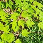 Acer micranthum ഇല