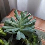 Echeveria runyoniiΦύλλο