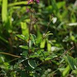 Desmodium incanum Natur