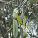 Aronia arbutifolia Feuille