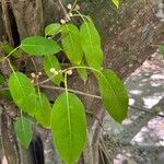 Ficus citrifolia Leaf