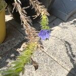 Echium sabulicola Flower