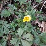 Potentilla aurea Облик