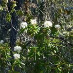 Rhododendron columbianum Hábito