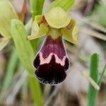 Ophrys omegaifera Flower