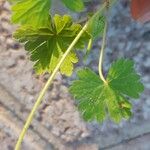 Geranium aculeolatum Leaf