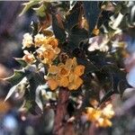 Berberis higginsiae Vekstform