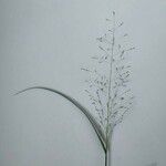 Eragrostis unioloides Froito