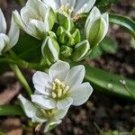 Ornithogalum balansae