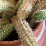 Chamaecereus silvestrii その他の提案