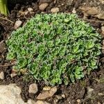 Saxifraga paniculata Celota