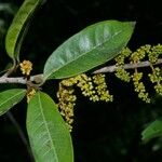 Iryanthera juruensis Leaf