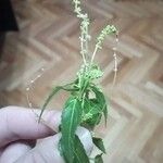 Mercurialis annua Fuelha