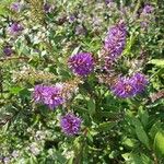 Veronica salicifoliaFlower